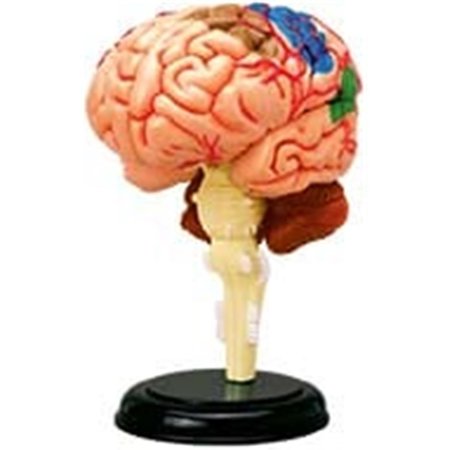 TEDCO TOYS Tedco Toys 26056 4D Human Anatomy Brain Model 26056